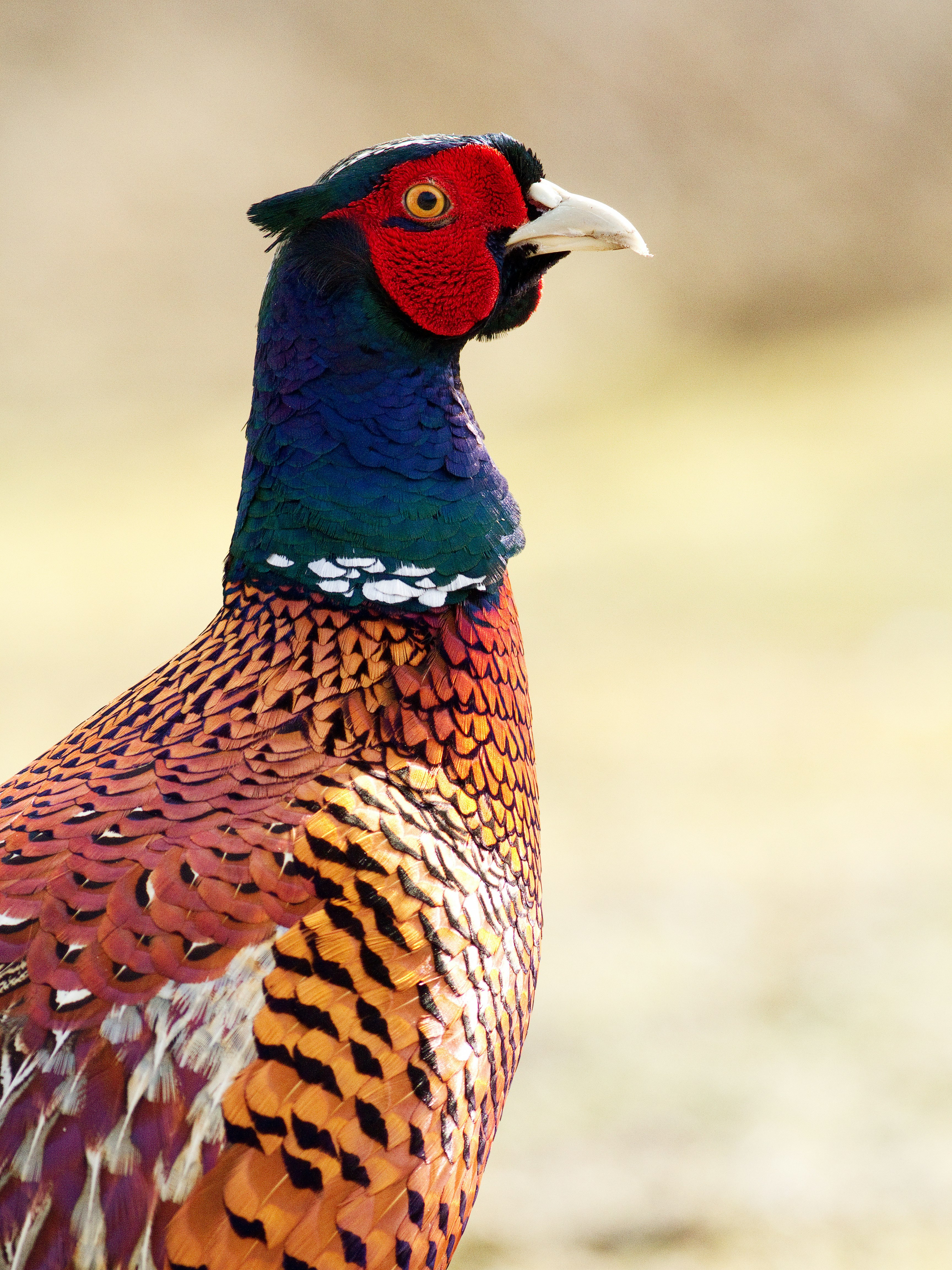 blue and orange pheasant in macro photography
